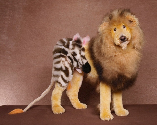 Competitive Dog Grooming (20 pics)