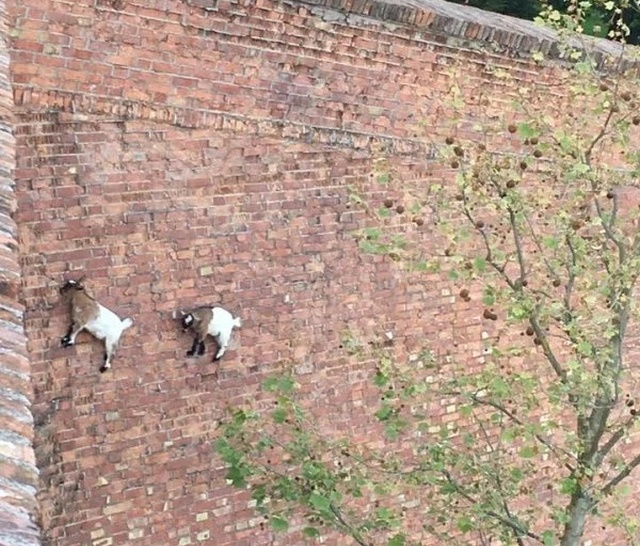 Goat Parkour (21 pics)