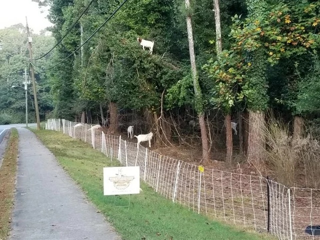 Goat Parkour (21 pics)