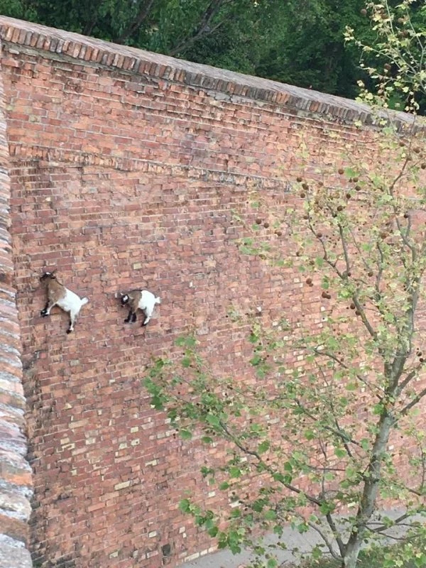 Goat Parkour (21 pics)