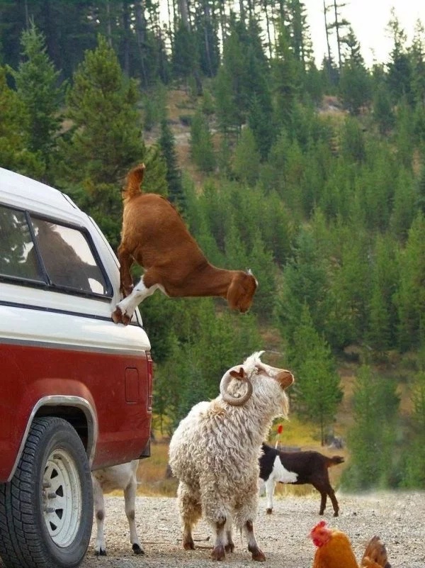 Goat Parkour (21 pics)