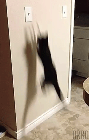Looped GIFs (17 gifs)