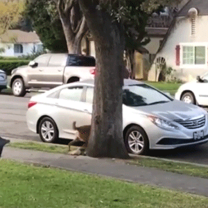 Looped GIFs (17 gifs)