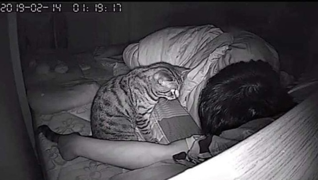 Cats At Night (6 pics)