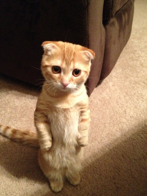 Cats Standing Up (20 pics)