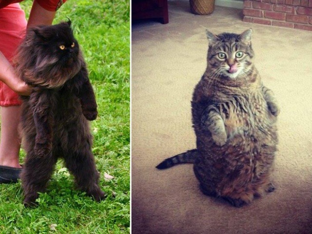 Cats Standing Up (20 pics)