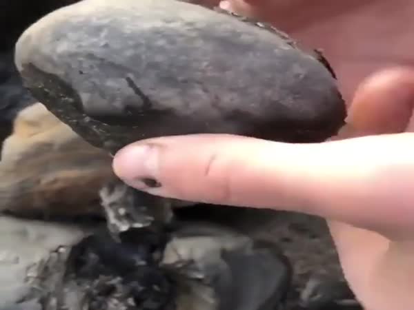 Fossil Found In These Rocks