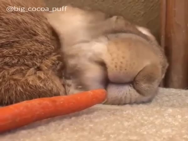 Rabbit Asleep - Enticed With Carrot - Reaction Priceless