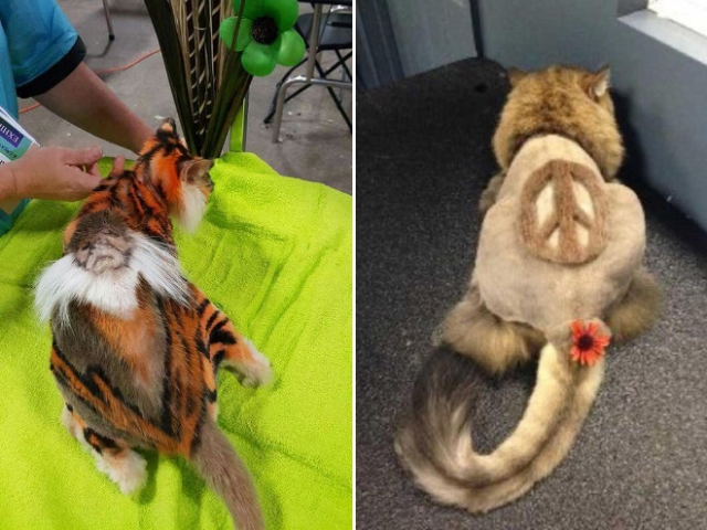Extreme Cat Grooming (20 pics)