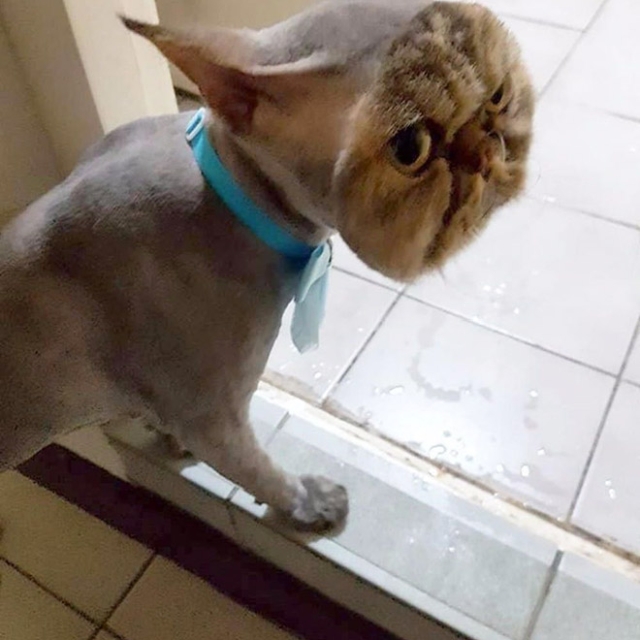 Extreme Cat Grooming (20 pics)
