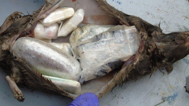 GRAPHIC: Contraband Smuggled Into Prison Inside Dead Rats (3 pics)