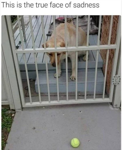 It's Just Pathetic (37 pics)