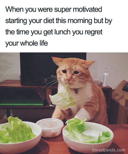 Weight Loss Memes (45 pics)