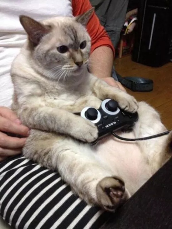 Pets And Gaming (30 pics)