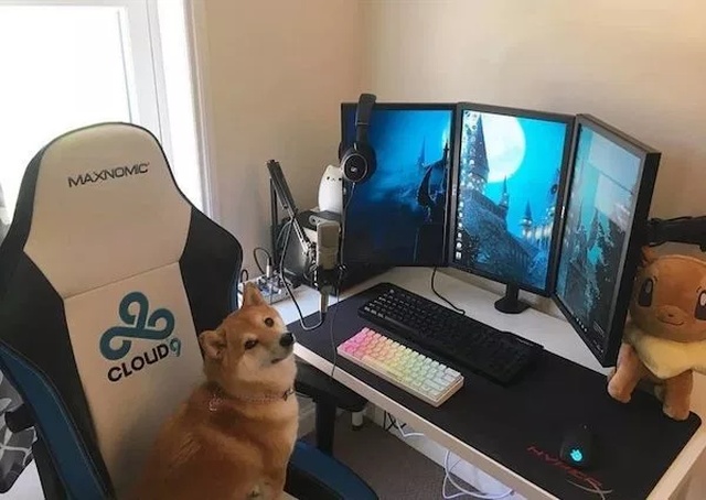 Pets And Gaming (30 pics)