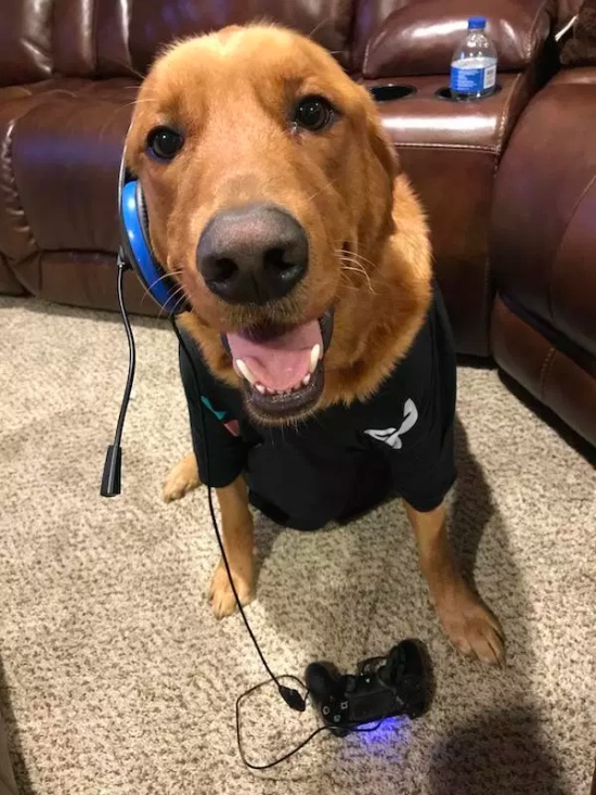 Pets And Gaming (30 pics)