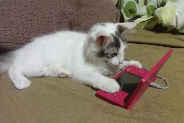 Pets And Gaming (30 pics)