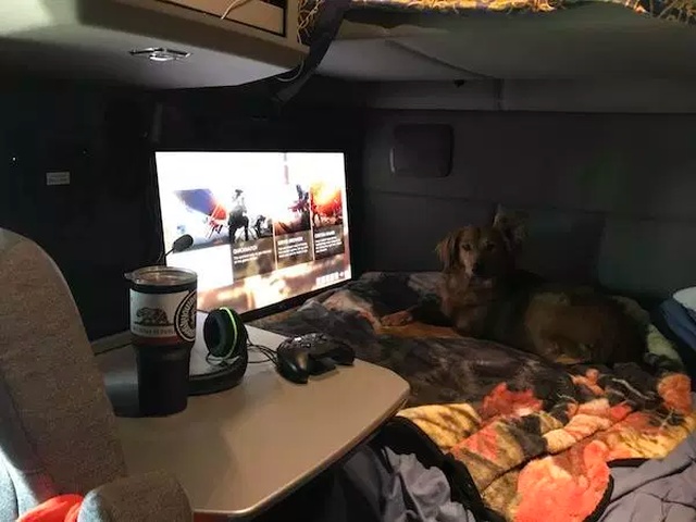 Pets And Gaming (30 pics)