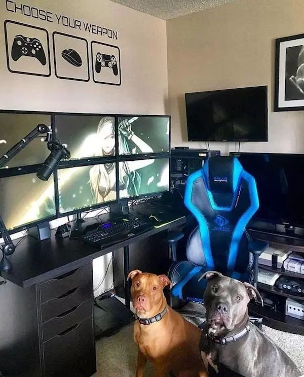 Pets And Gaming (30 pics)