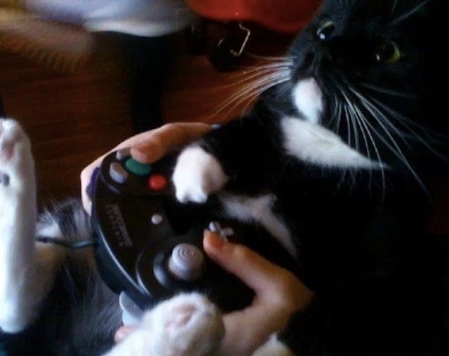 Pets And Gaming (30 pics)