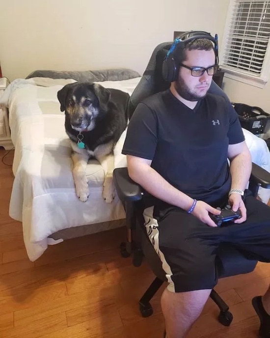 Pets And Gaming (30 pics)