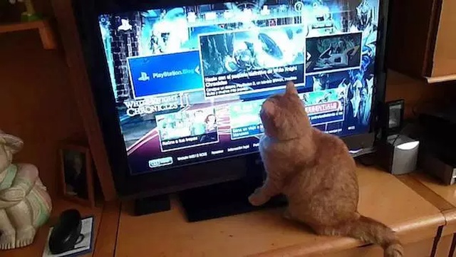Pets And Gaming (30 pics)