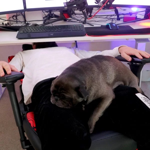 Pets And Gaming (30 pics)