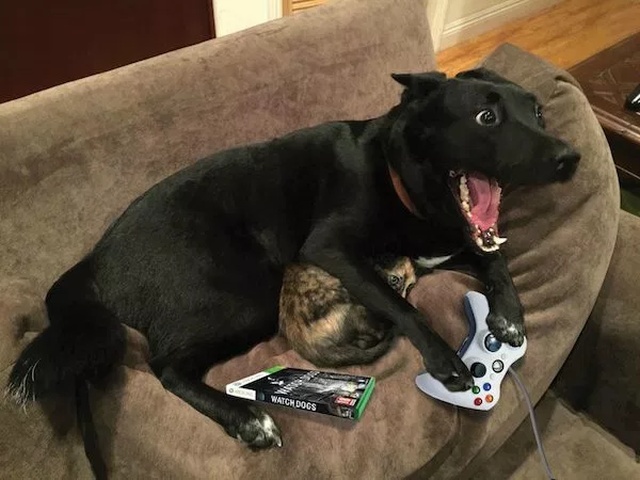 Pets And Gaming (30 pics)