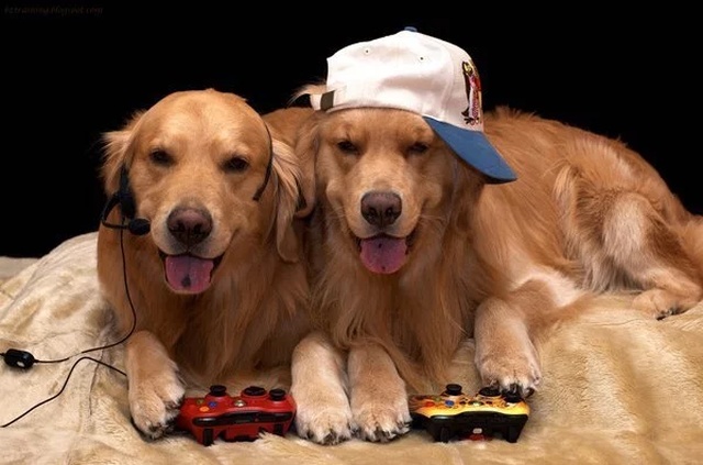 Pets And Gaming (30 pics)