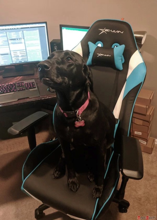 Pets And Gaming (30 pics)