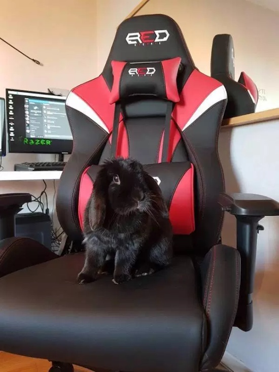 Pets And Gaming (30 pics)