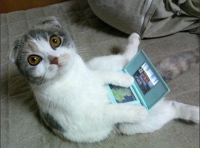 Pets And Gaming (30 pics)