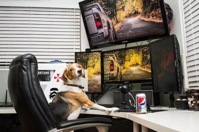 Pets And Gaming (30 pics)