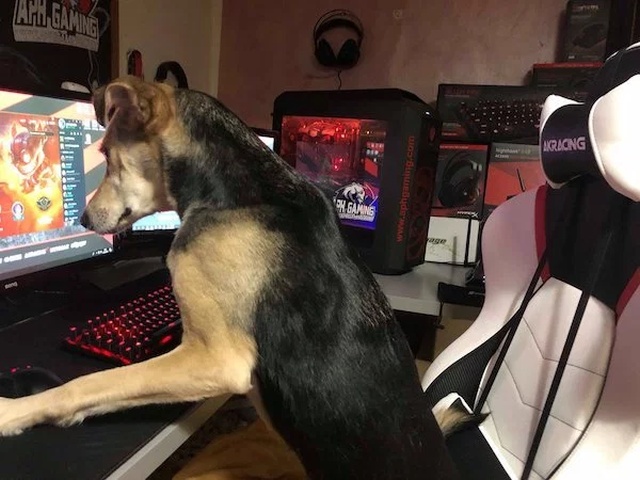 Pets And Gaming (30 pics)