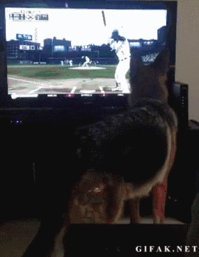 Pets And Gaming (30 pics)