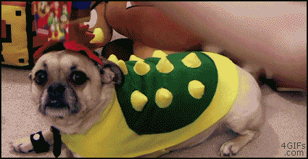 Pets And Gaming (30 pics)