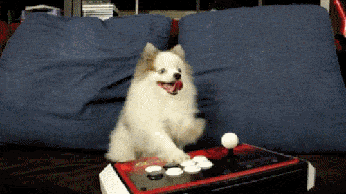Pets And Gaming (30 pics)