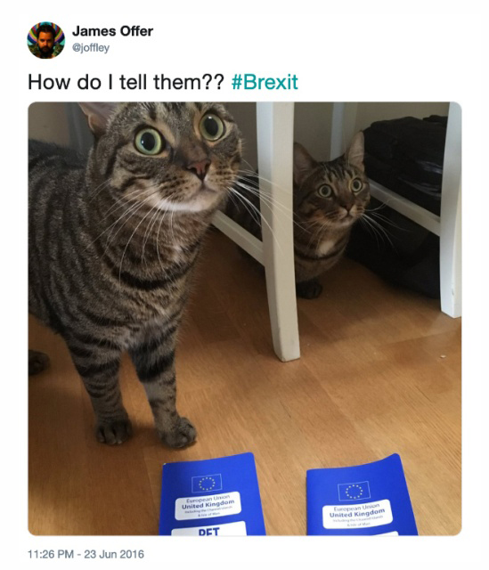 Funny Brexit Tweets (20 pics)