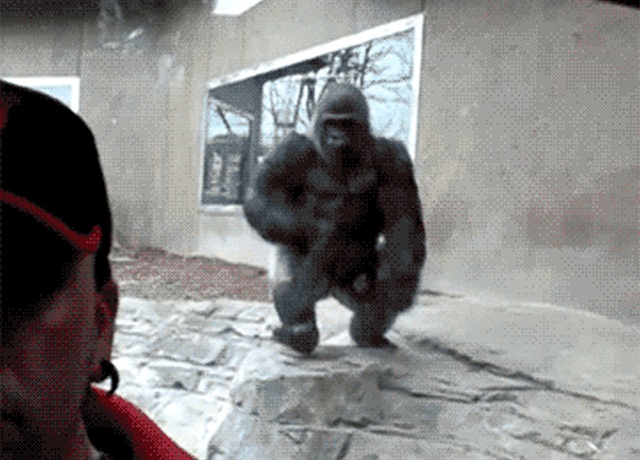 This Is Why Zoo Glass Is So Important (16 gifs)