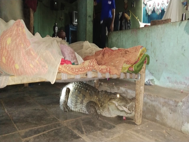 In India, Farmer Wakes Up To Find Crocodile Under His Bed (3 pics)