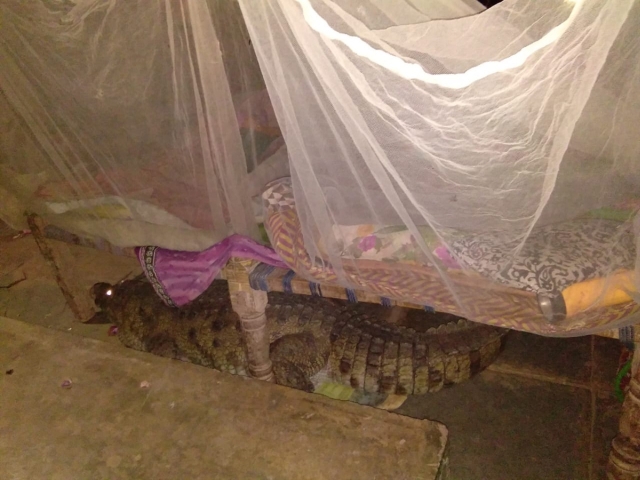 In India, Farmer Wakes Up To Find Crocodile Under His Bed (3 pics)