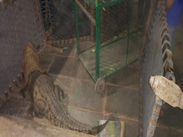 In India, Farmer Wakes Up To Find Crocodile Under His Bed (3 pics)