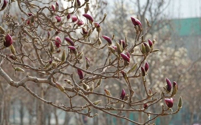 Magnolia Flower Looks Like A Bird (3 pics)