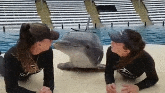 Animals Acting Like Humans (17 gifs)