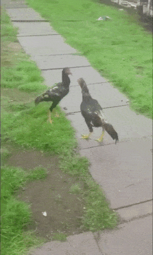 Animals Acting Like Humans (17 gifs)
