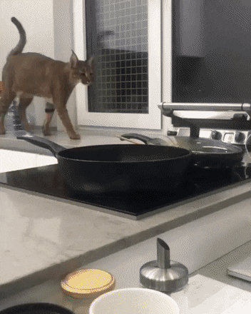Acid Gifdump, April 1 (25 gifs)