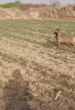 Acid Gifdump, April 1 (25 gifs)