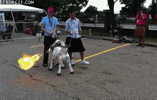 Acid Gifdump, April 1 (25 gifs)