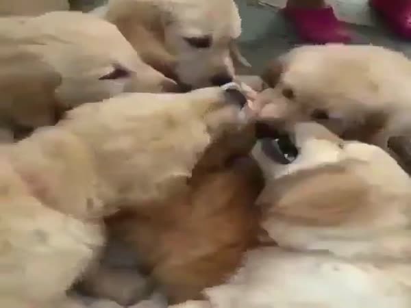 Golden Retrievers Devour A Little Kitten