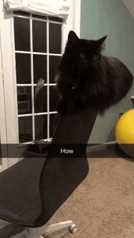 Acid Gifdump, April 3 (25 gifs)